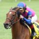 War Like Goddess Back To Defend Flower Bowl Stakes Crown