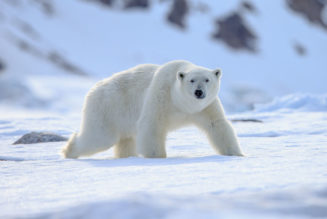 20 interesting facts about Svalbard