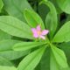 3 Medical Problems Waterleaf Can Help Manage