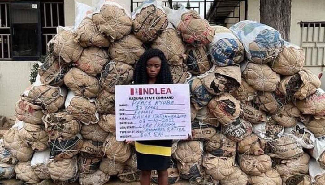 Kaduna big girl arrested with 78 bags of cannabis sativa