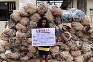 Kaduna big girl arrested with 78 bags of cannabis sativa