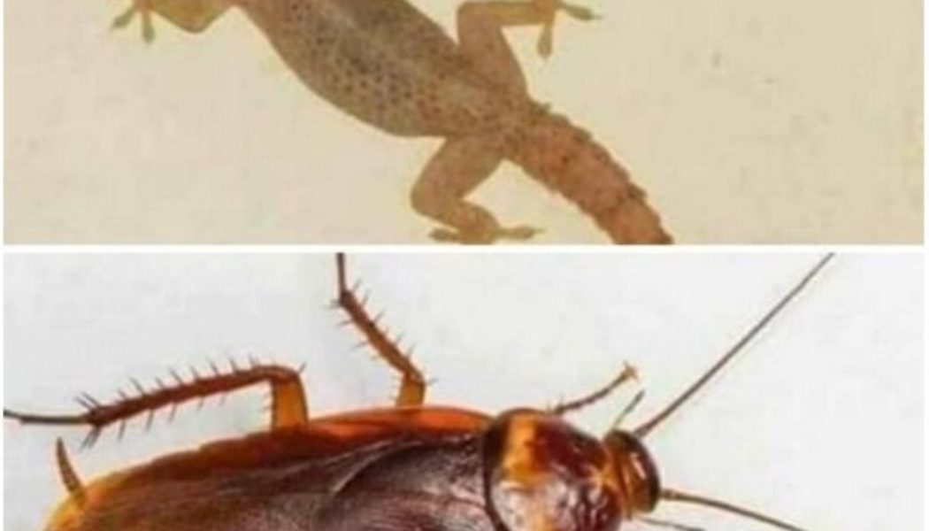 Use this simple home ingredient to get rid of cockroach and wall geckos away from your house