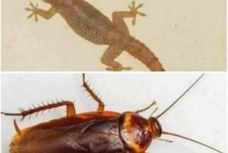 Use this simple home ingredient to get rid of cockroach and wall geckos away from your house