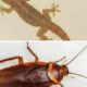 Use this simple home ingredient to get rid of cockroach and wall geckos away from your house