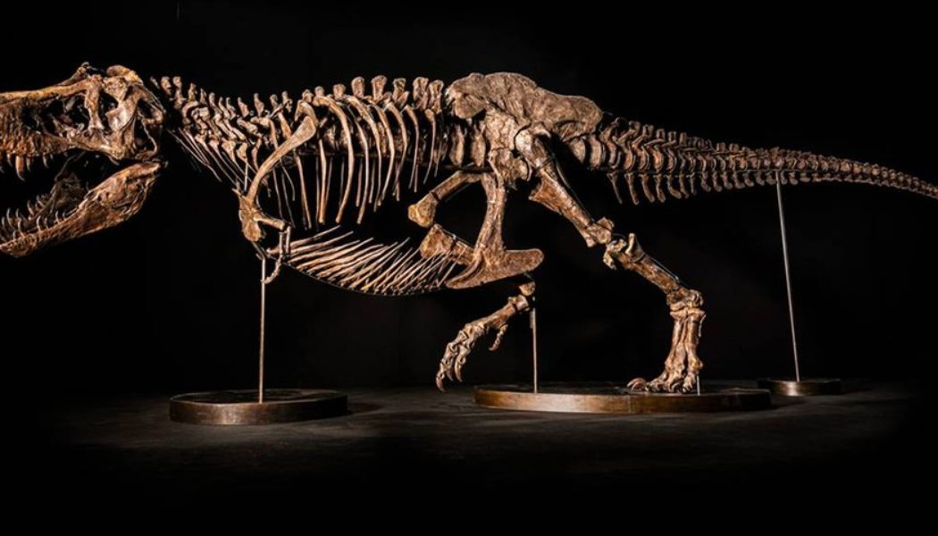 Shen the T. Rex Pulled From Upcoming Christie’s Hong Kong Auction