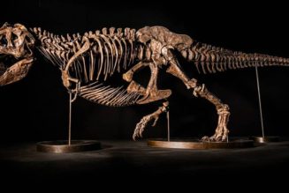 Shen the T. Rex Pulled From Upcoming Christie’s Hong Kong Auction