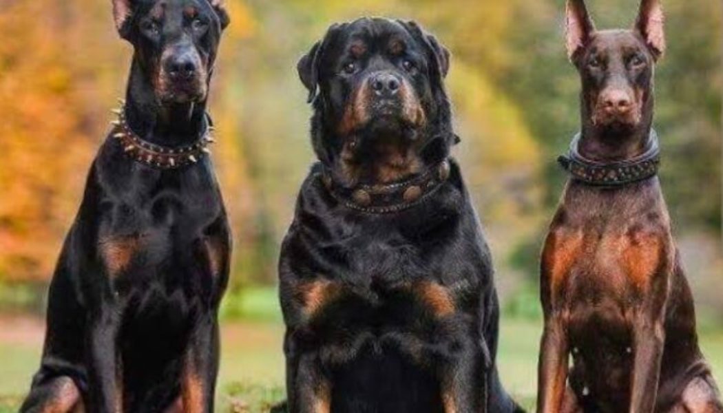 Family seeks justice after their Landlord’s Rottweiler almost killed their 8-month-old son in Ogun State