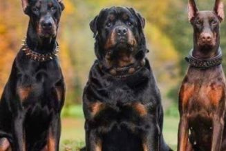 Family seeks justice after their Landlord’s Rottweiler almost killed their 8-month-old son in Ogun State