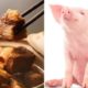 Five Reasons Why You Should Stop or Avoid Eating Pork Meat