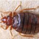 How to Permanently Get Rid of Bedbugs From Your House