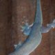 If You FREQUENTLY See Wall Geckos Around Your Houses, This Is What It Means