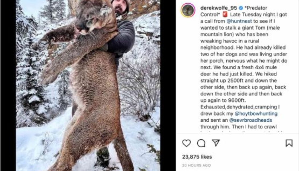 Former Super Bowl Champion Faces Swathes of Backlash After Killing Mountain Lion in Colorado