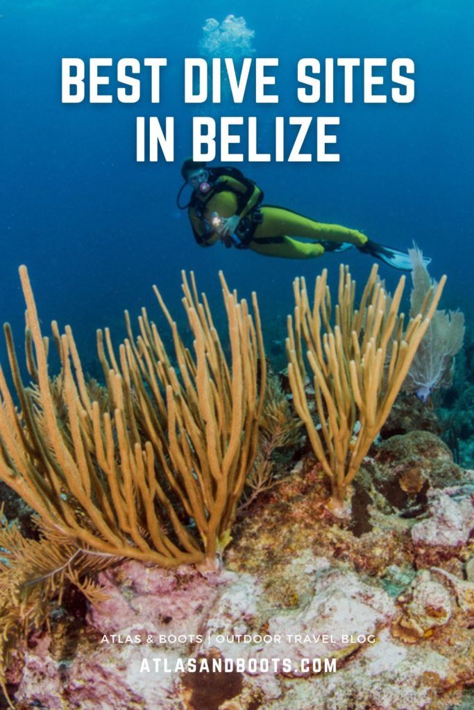 best dive sites in Belize Pinterest pin