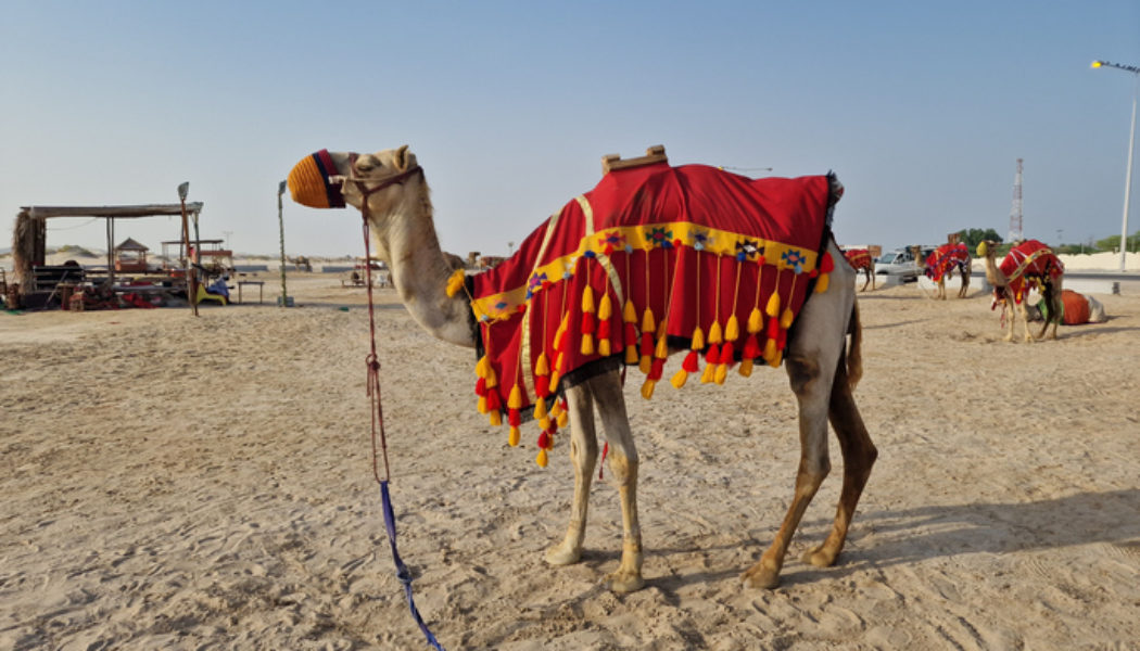 #BRUHNews: Russian Man Mauled To Death By Camel He Punched