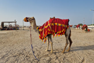 #BRUHNews: Russian Man Mauled To Death By Camel He Punched