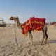 #BRUHNews: Russian Man Mauled To Death By Camel He Punched