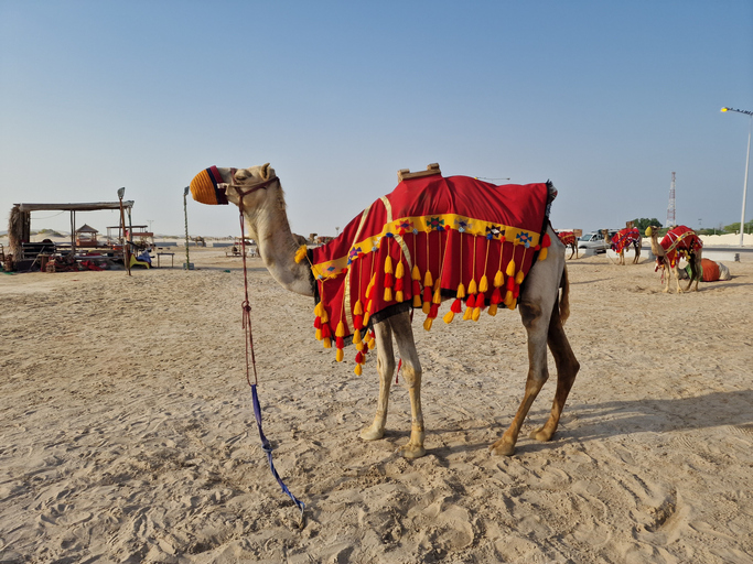 Beautiful shot of a camel on a sandy beach in Maldives