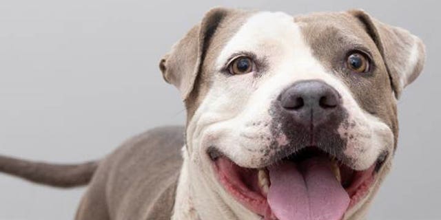 Pebbles is a seven-year-old dog in Los Angeles, California, who is looking for her forever home.