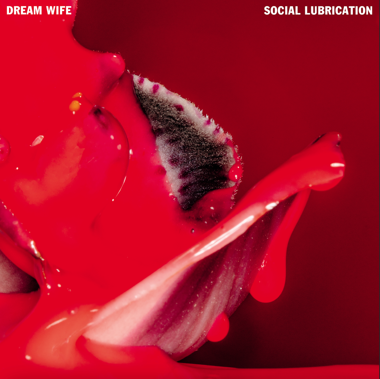 dream wife social lubrication new album hot don't date a musician single punk rock indie music news listen stream