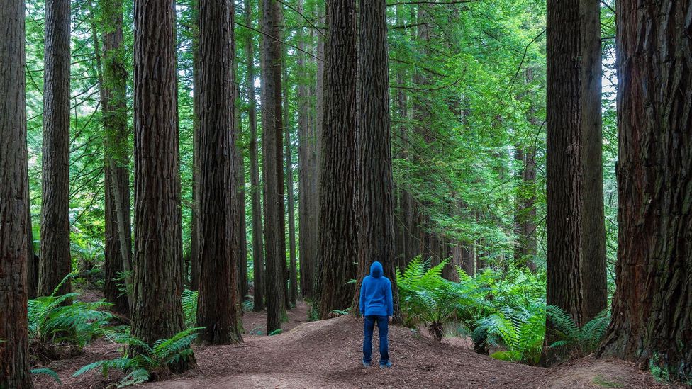 By paying attention to the sounds around us, we can become better listeners and travellers (Credit: Yuen Man Cheung/Alamy)