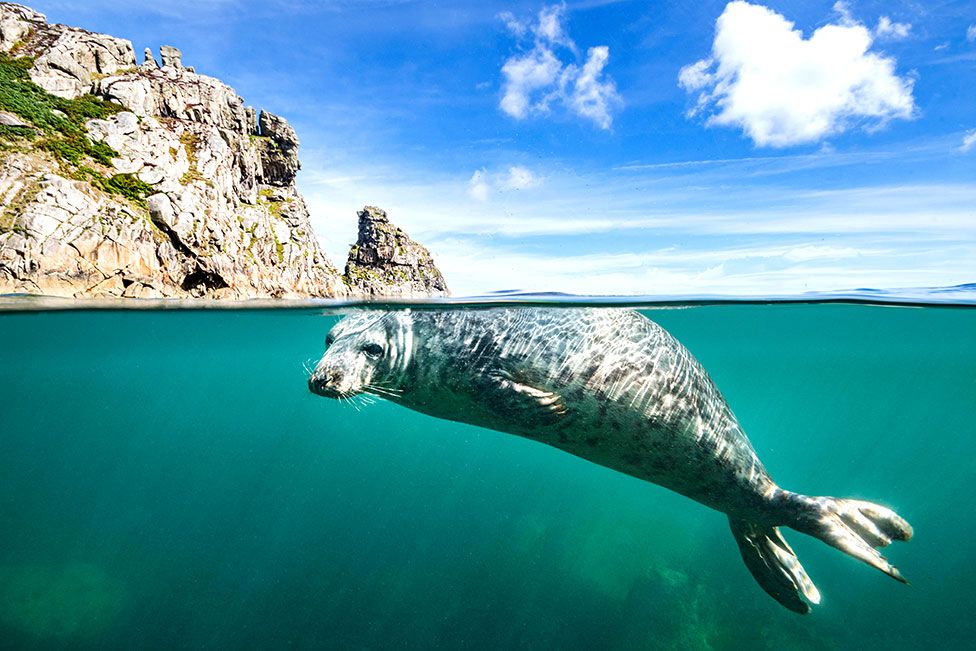 A young grey seal (Halichoerus grypus) swims at surface beneath the cliffs of Lundy Island, Devon, England