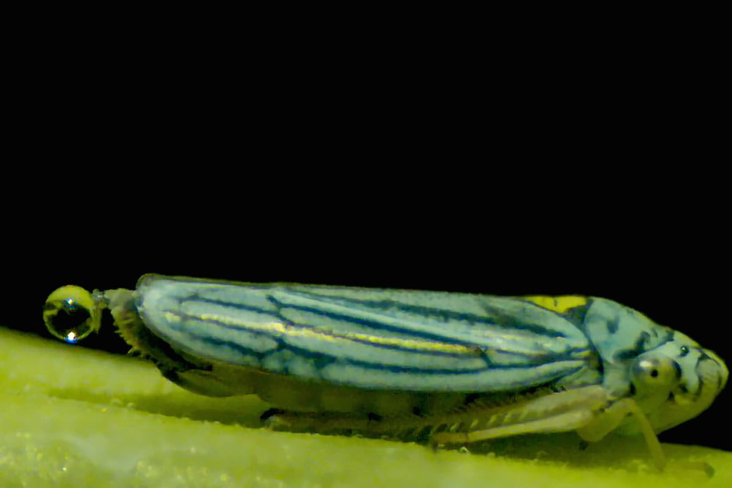 A closeup of a green insect with a droplet of liquid hanging off its butt.