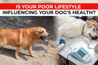 Is your poor lifestyle influencing your dog's health - Indiatimes.com