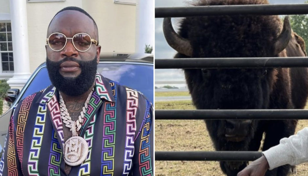 Rick Ross’ Pet Buffalo Are Causing Havoc in the Neighborhood