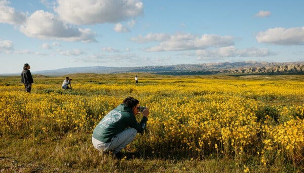 10 Places to See Wildflowers in the West - The New York Times