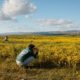 10 Places to See Wildflowers in the West - The New York Times