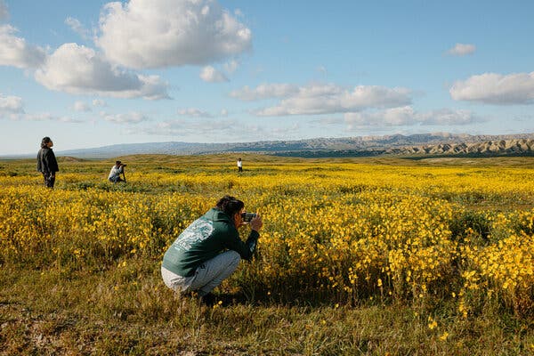 A field of yellow wildflowers spreads out toward distant mountains. Dotted around the field are four people, two of them photographing the flowers and two of them standing and taking in the view. 