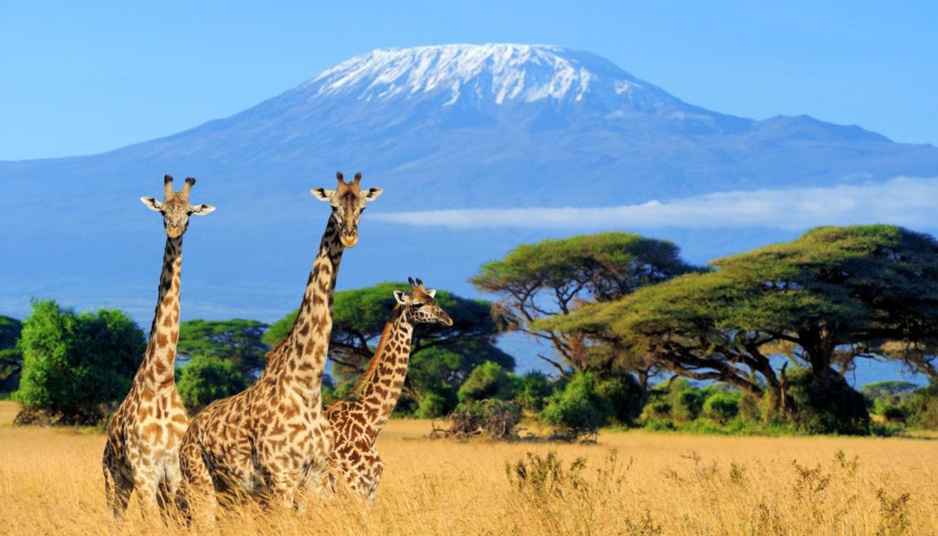 5 Reasons Why Africa Is The New “It Travel Destination” For 2023 - Forbes