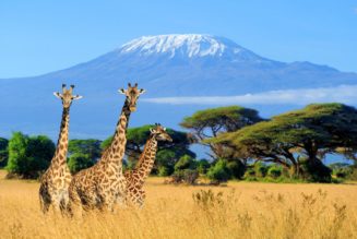 5 Reasons Why Africa Is The New “It Travel Destination” For 2023 - Forbes