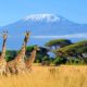 5 Reasons Why Africa Is The New “It Travel Destination” For 2023 - Forbes