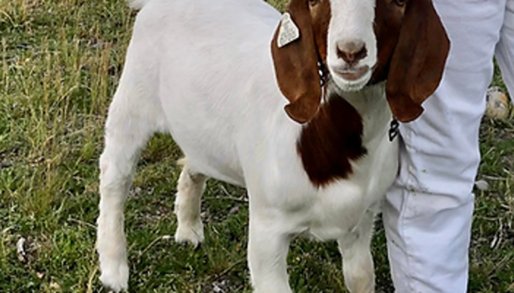 California deputies use tax dollars to travel 500 miles, cross 6 counties to kill pet goat: Lawsuit - KTVU FOX 2 San Francisco