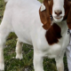 California deputies use tax dollars to travel 500 miles, cross 6 counties to kill pet goat: Lawsuit - KTVU FOX 2 San Francisco