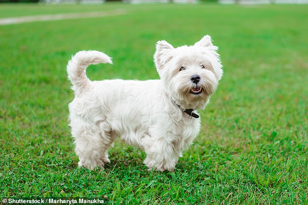 Number one on the dog trainer's list of dog's he'd never own is the West Highland Terrier (pictured) which Will said bark and yap too much