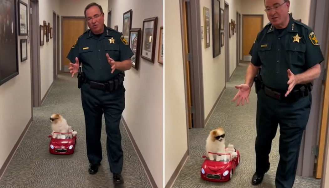 Florida sheriff's office demonstrates road safety using dog in adorable video - The Independent