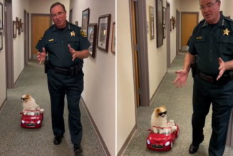 Florida sheriff's office demonstrates road safety using dog in adorable video - The Independent