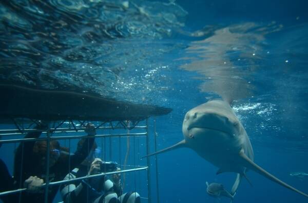 Go diving with the sharks in South Africa