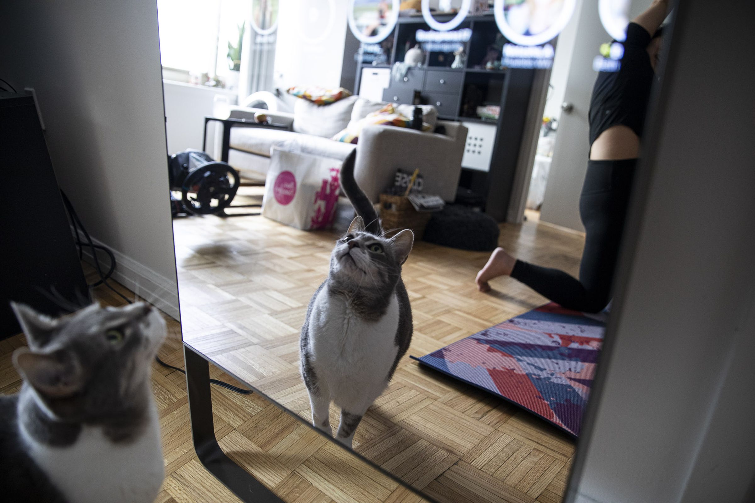 Close up of handsome, rotund cat looking into bottom half of the Mirror