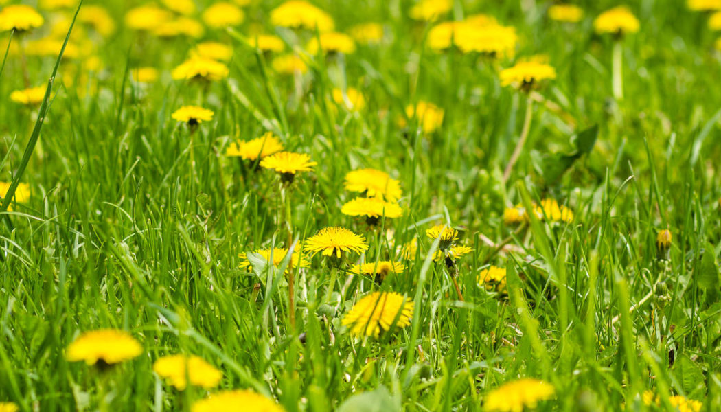 The health benefits of dandelions - CBS Pittsburgh