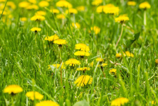 The health benefits of dandelions - CBS Pittsburgh