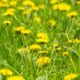 The health benefits of dandelions - CBS Pittsburgh