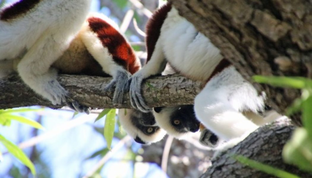 Travel: Madagascar boasts plants and animals found nowhere else on Earth - OCRegister