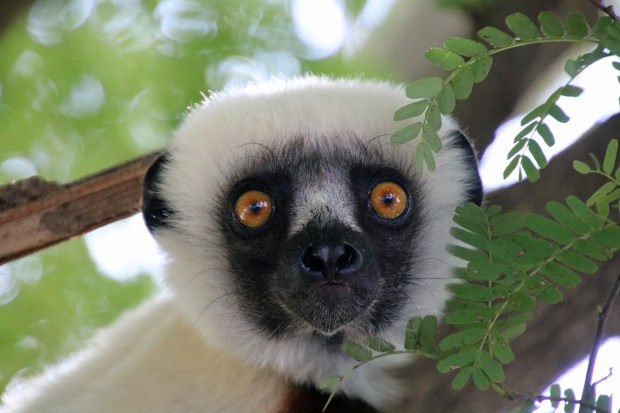 A sifaka lemur, like other kinds of lemurs, only exist in the wild on the island nation of Madagascar. (Photo by Norma Meyer)