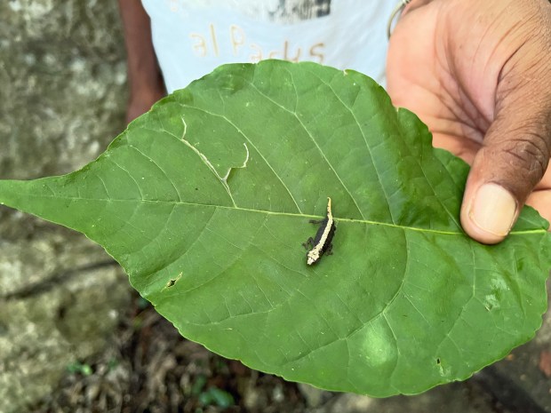 The world's second smallest chameleon is barely noticeable on the Madagascar island of Nosy Hara. It was the tiniest until scientists in 2021 discovered a more miniature one in Madagascar. (Photo by Norma Meyer)