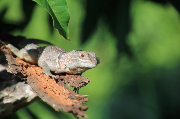 Madagascar has more than 300 species of reptiles ??