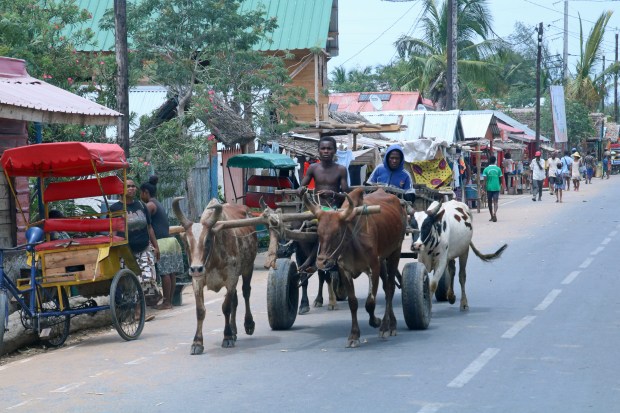 Zebu-pulled carts navigate rickshaws and foot traffic in the Malagasy town of Toliara. (Photo by Norma Meyer)