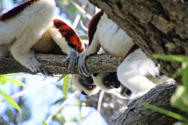 A pair of sifaka lemurs appear to play peek-a-boo near the Sacred Lake of Mangatsa. (Photo by Norma Meyer)